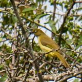Sombre greenbul