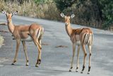 Impala