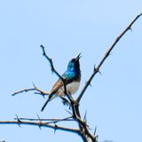 White-bellied Sunbird