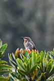 Gurneys Sugarbird