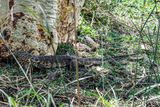 Nile Monitor
