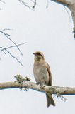 Yellow-throated Bush Sparrow