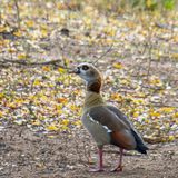 Egyptian Goose