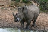 White Rhinoceros