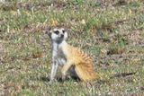 Meerkat