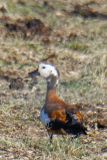 South African Shelduck 
