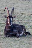 Sable Antelope