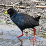 Black Crake