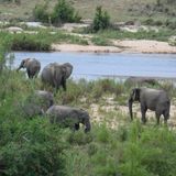 African Savanna Elephants
