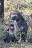 Chacma Baboon 