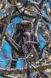 Pearl-spotted Owlet