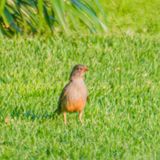Karoo Thrush 