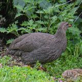 Cape Spurfowl 