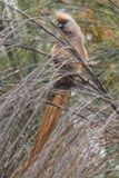 Cape Speckled Mousebird