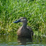 Cape Shoveler