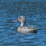 Cape Teal 