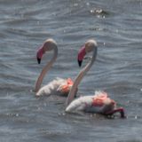 Greater Flamingo