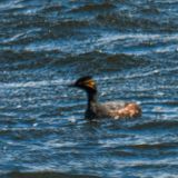 African Black-necked Grebe