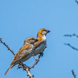 Great Rufous Sparrow