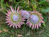 King Protea