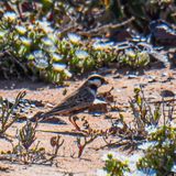 Grey-backed Sparrow-Lark