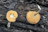 Neofavolus alveolaris