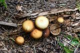 Kuehneromyces lignicola