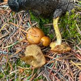 Pholiota highlandensis