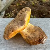 Boletus rex-veris