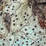 Coccomyces dentatus