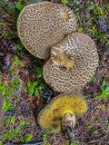 Xerocomellus mendocinensis