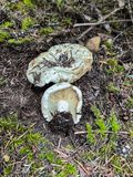 Russula brevipes, var. acrior