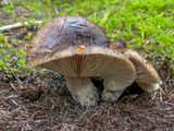 Russula adusta