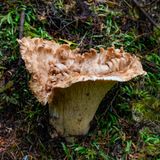 Turbinellus kaufmanii
