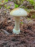 Amanita pacificogemmata