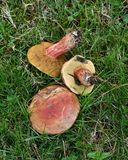 Hortiboletus bubalinus