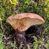 Tapinella atrotomentosa