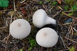 Lycoperdon perlatum