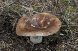 Russula brunneola