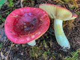 Russula olympiana
