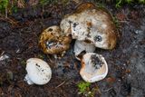 Russula nigricans