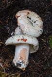Russula nigricans