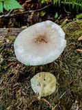 Pluteus petasatus