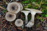 Ampulloclitocybe clavipes