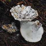 Russula cascadensis