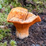 Hypomyces lactifluorum