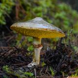 Suillus umbonatus