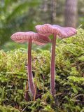 Mycena purpureofusca