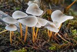 Strobilurus lignitilis