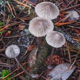 Mycena capillaripes